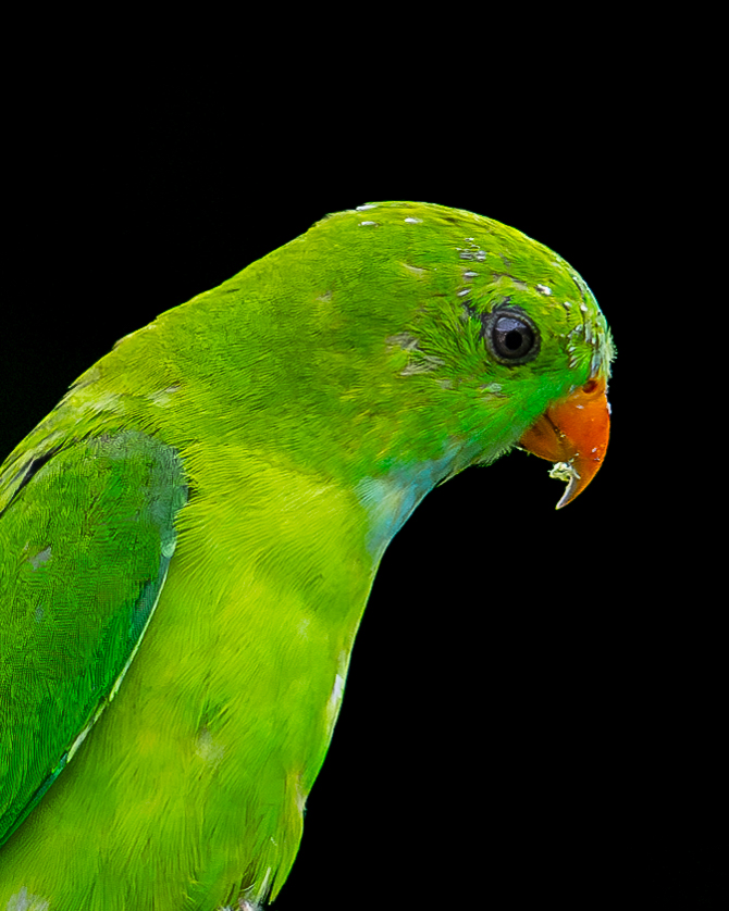 Close-up portrait of a Vernal Hanging Parrot