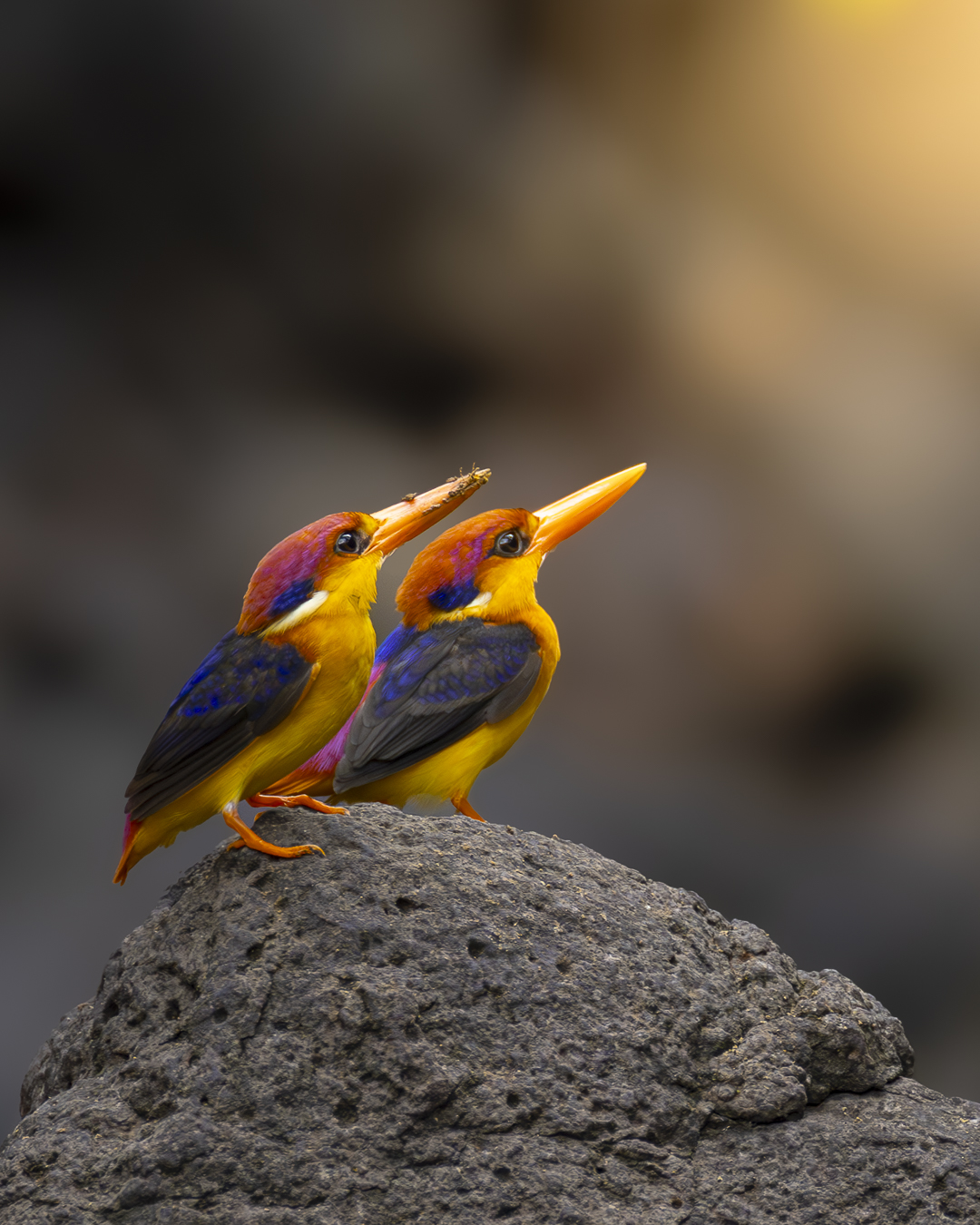 A pair of Oriental Dwarf Kingfishers perched on a rock at golden hour