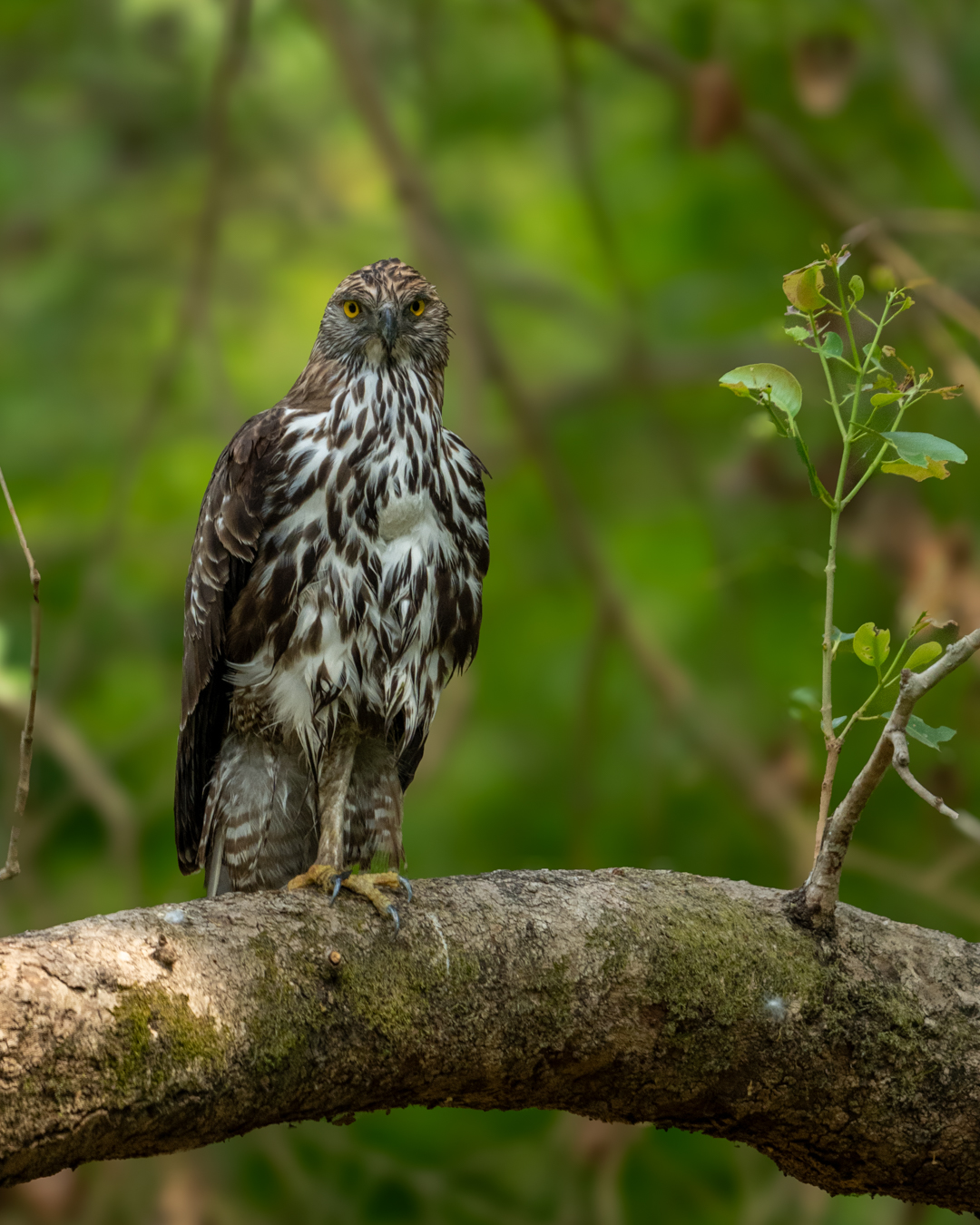 A Crested Hawk-Eagle perched on a branch in a green forest